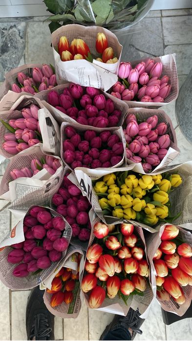 Тюльпаны -Белорусь.крупные высота стебля 60см.