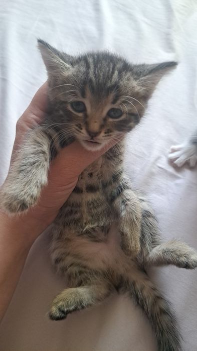 Отдам котят в  добрые руки