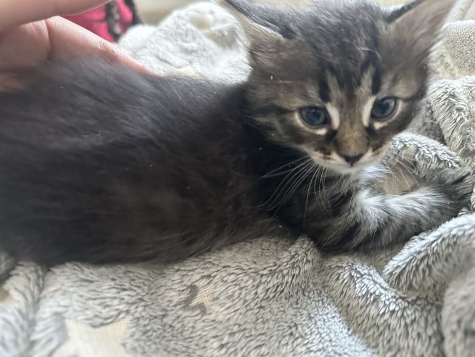 Отдам котят БЕСПЛАТНО