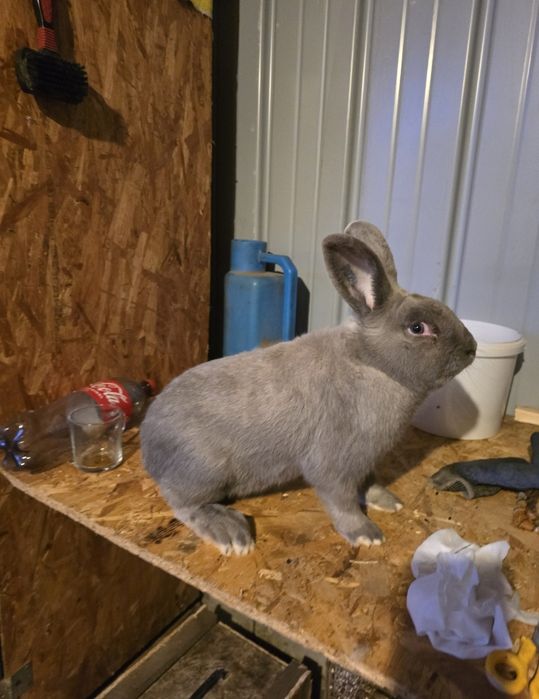 Vand iepuri secuiesc salander albastru!