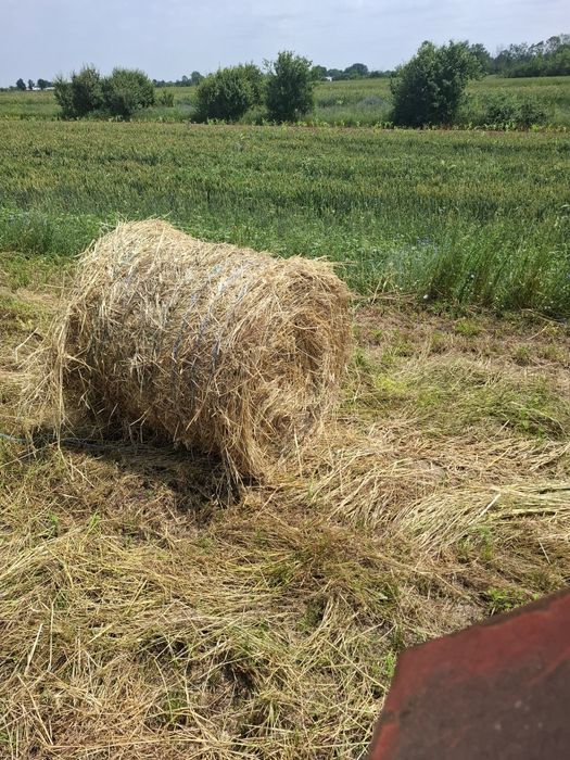 Vând baloti rotunzi de iarba  dimensiune 120 x 120