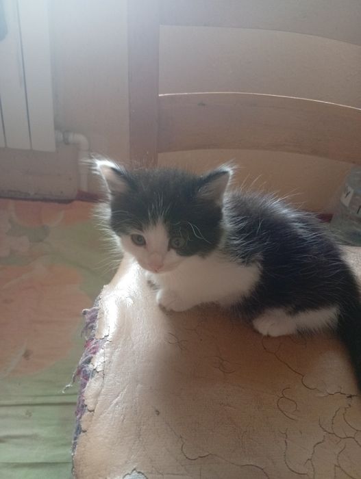 Котята безплатно