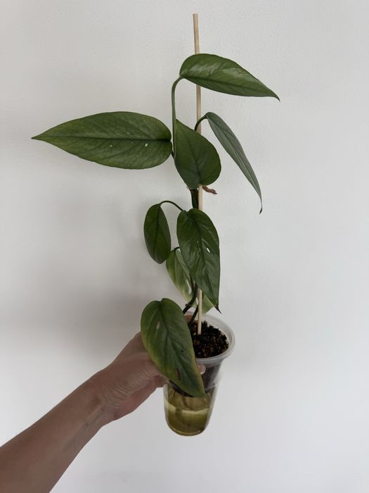 Эпипремнум себу блю