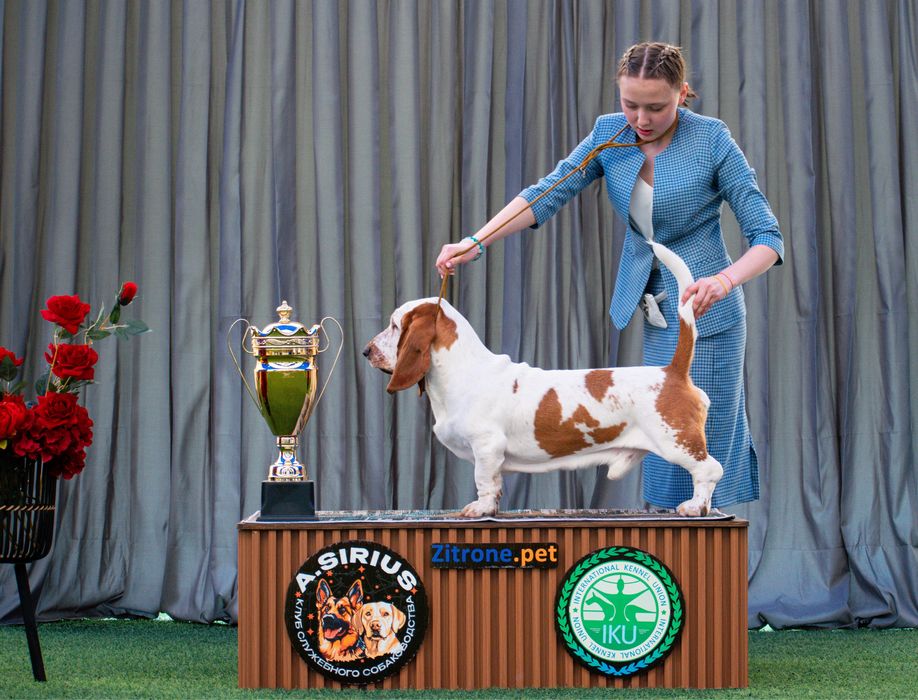 Бассет хаунд для вязки