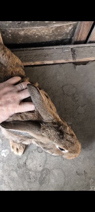 Продам крольчат.