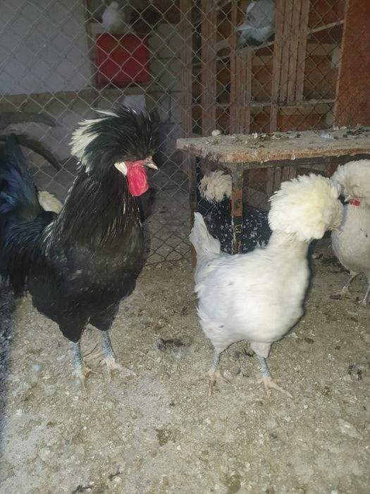 Vand motata olandeza.