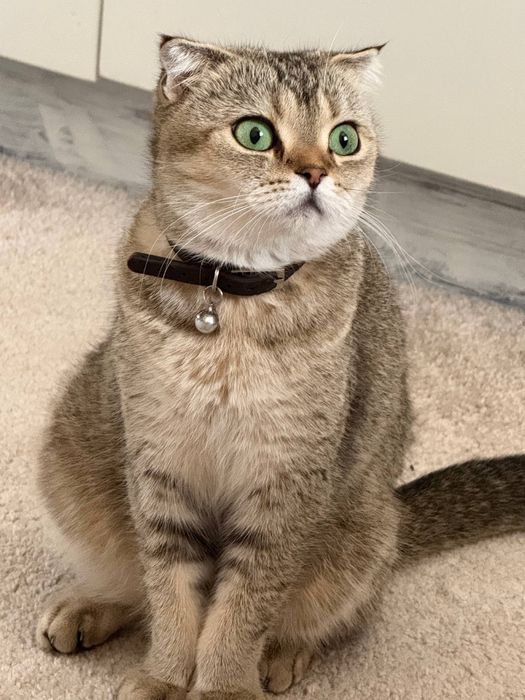 Скотиш страйт мальчик