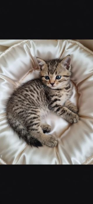 Кошечки шотландские