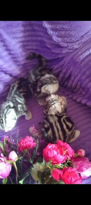 Продам шотландских котят с документами.