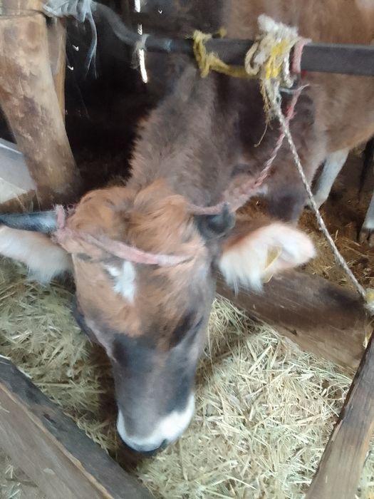 Продам корову 4 года