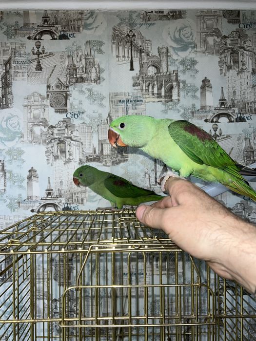 Продам Александрийского попугая выкормыша
