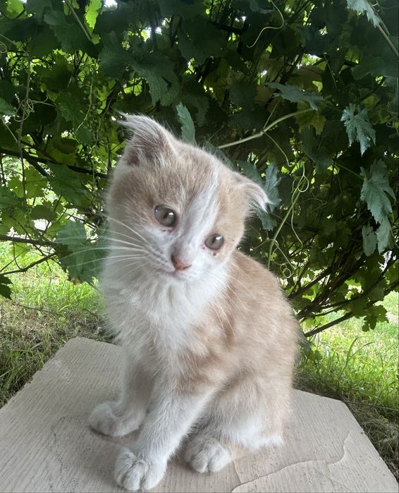 кошечка ищет новый дом!