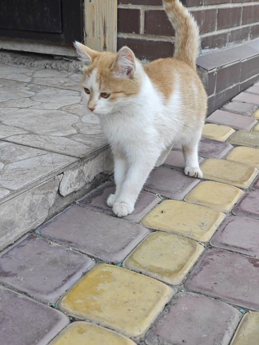 Отдам котенка (девочка) в хорошие руки