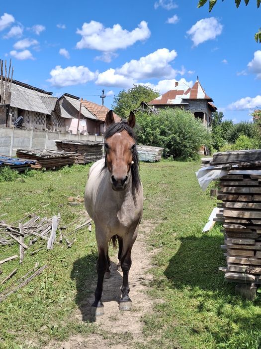 Vand cârlană de 2 ani si 2 luni