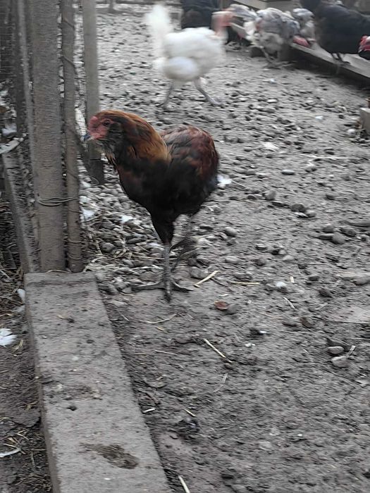 Vând cocoși din rasa Araucana