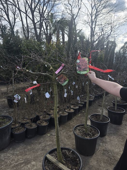 Magnolia mesteacăn alb 3m 6m