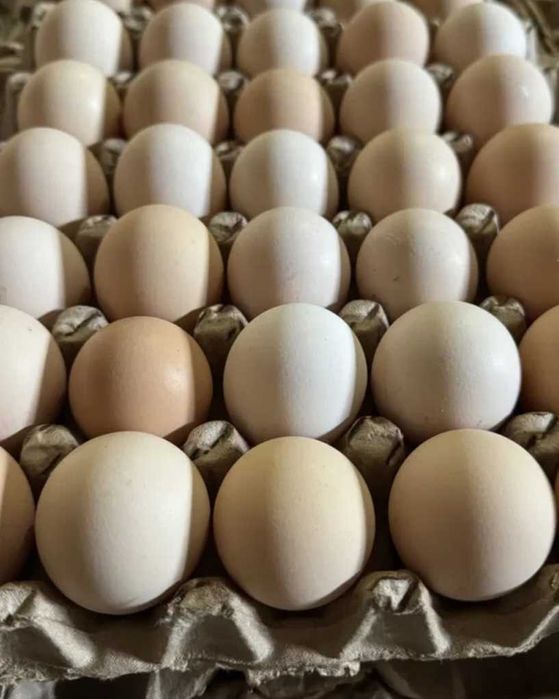 Домашние яйца ...