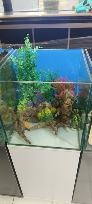 Akvarium tozalash xizmati