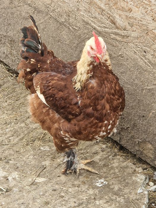 Cocosi tineri din vara