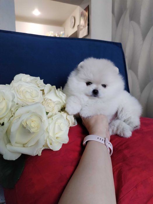 Померанский шпиц