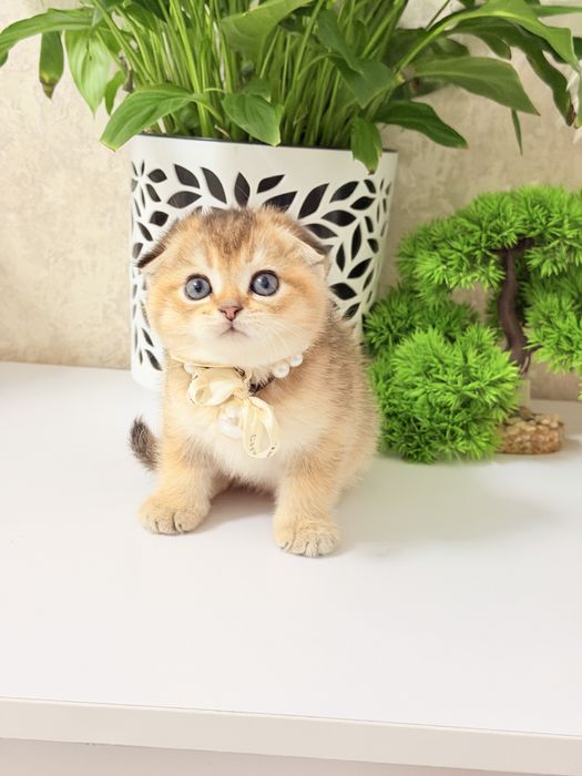 Котята чистокровные