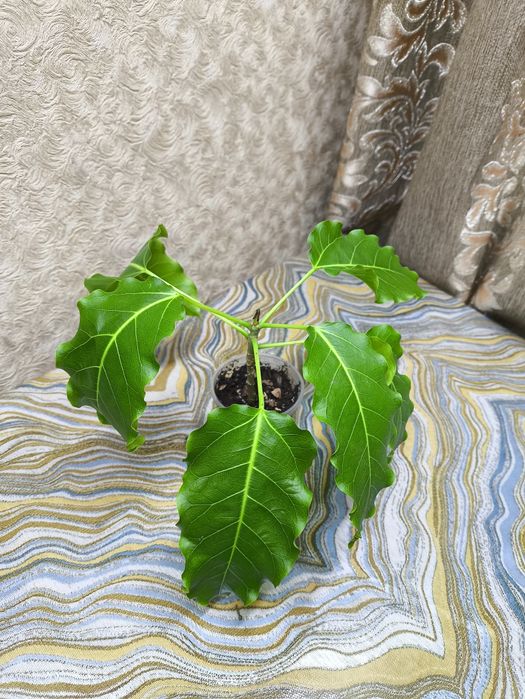 Фикусы разных сортов