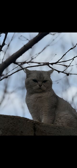 Серебристый шиншилла девочка
