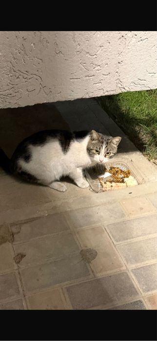 Очень доброму коту ищем дом