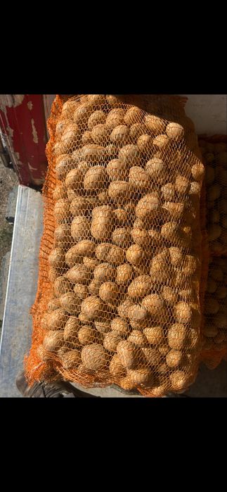 Cartofi de sămânță roșii și albi