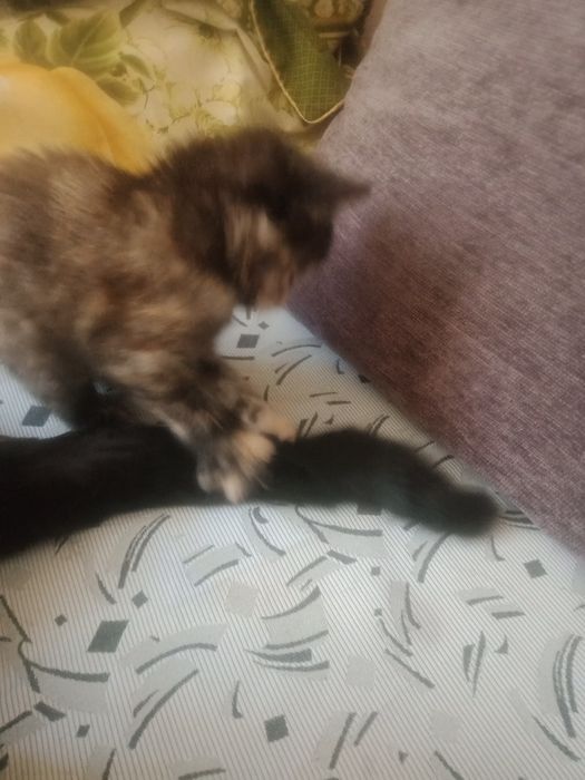 Отдам котят в хорошие руки