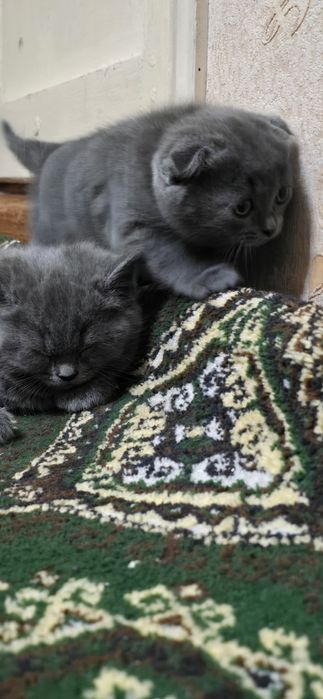 Mushuk bolari sotiladi