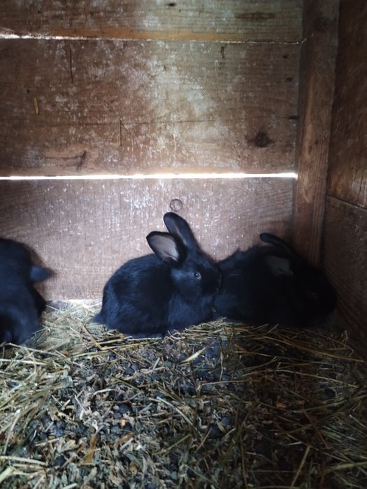 Iepurasi pentru Paște