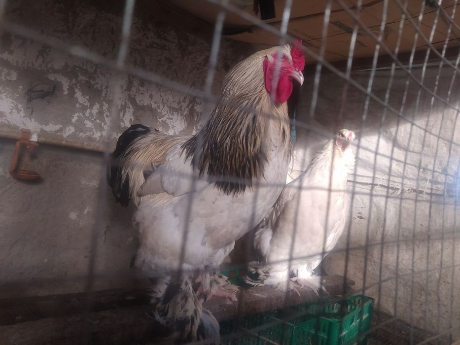 Brama tuxumlari sotiladi