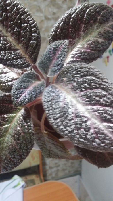 Эписция комнатная