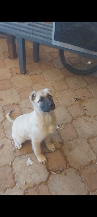 Щенок турецкого кангала