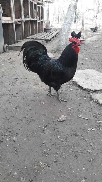 Pui si gaini Australorp