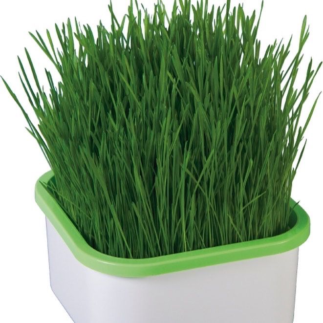 Проращиватель травки для кошек (гидропоника)