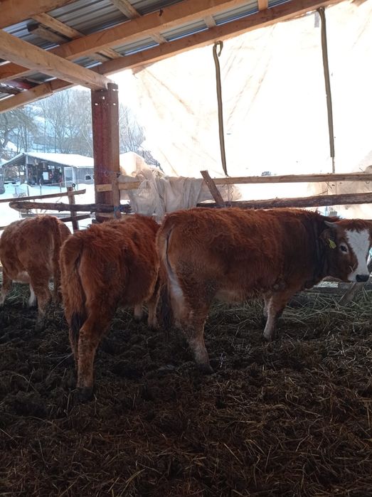 Vand vitei 300 kg aubrac media