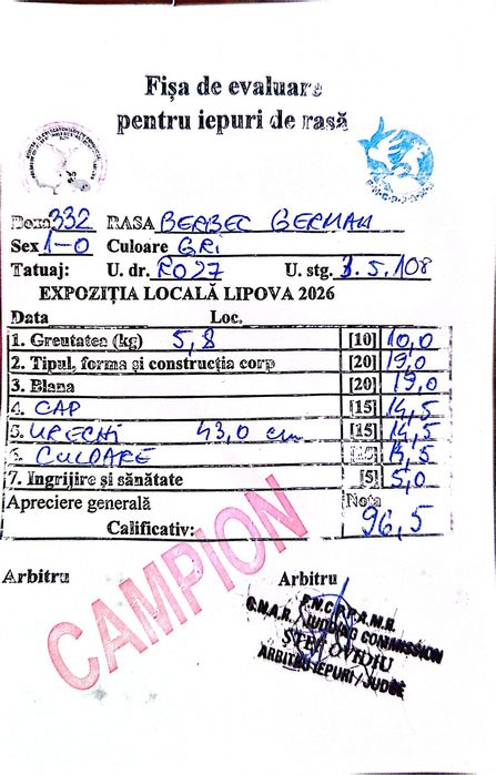 Iepuri Berbec German