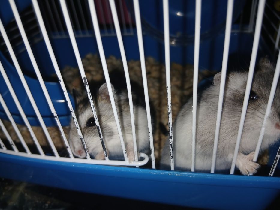 Хомяки с клеткой