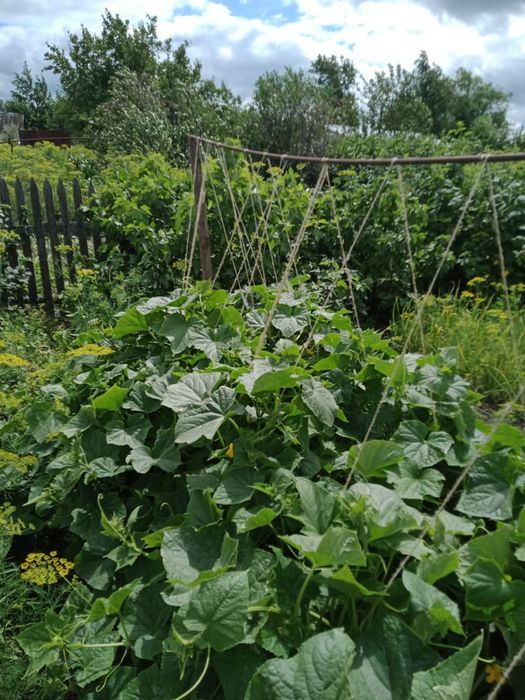 Продам дачу  село белое