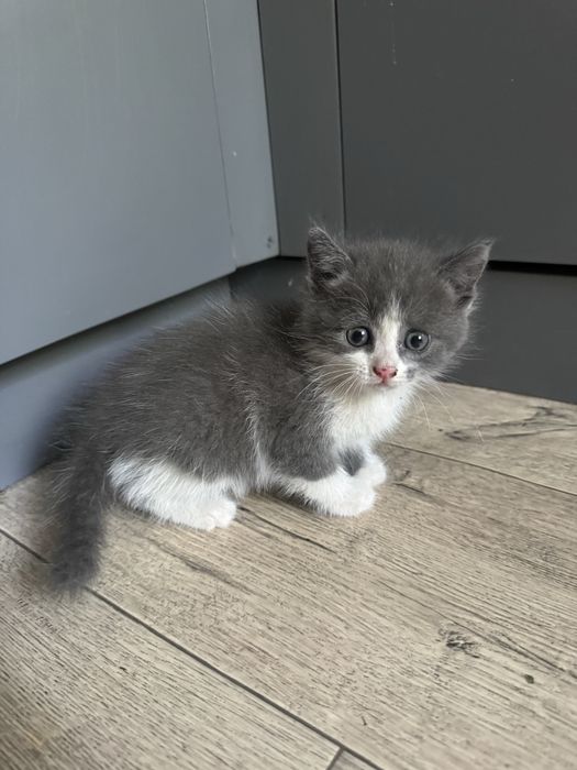 Отдам котенка в хорошие руки.