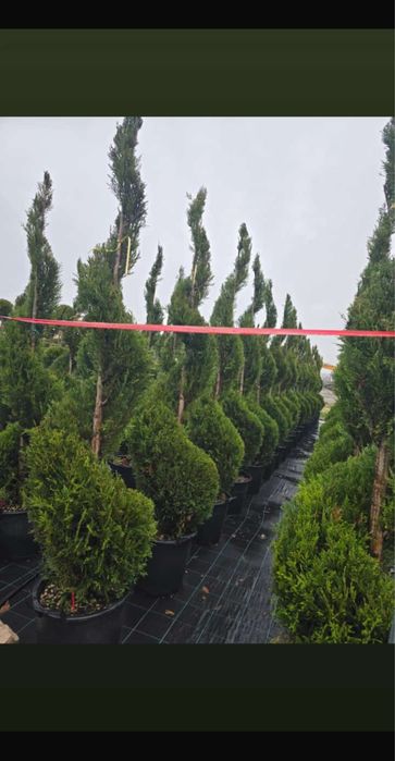 Leylandi cupressus si multe alte speci pentru curtile dumnevoastra