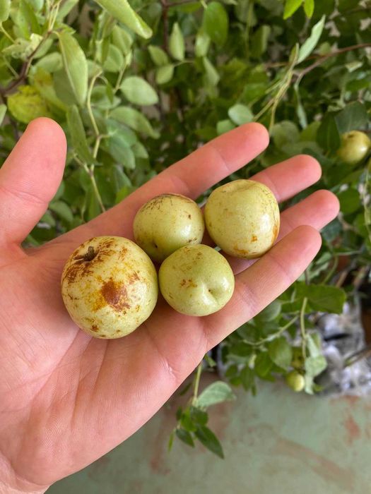 Хинап сорт „Ли“ (Li)
ГИГАНСКИ 
В плододаваща възраст !!!