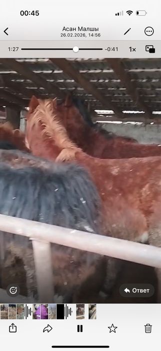 Продаются откормленные кобыллы