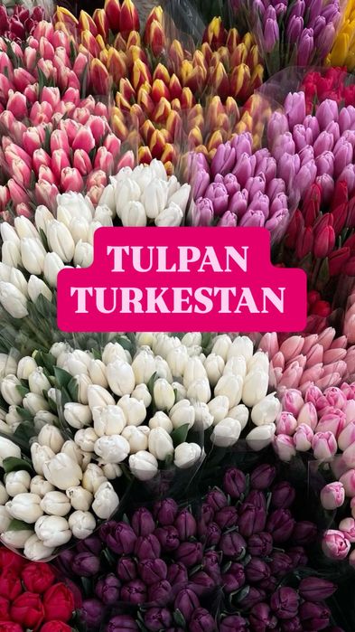 ТЮЛЬПАН ТУРКЕСТАН Оптом и в розницу