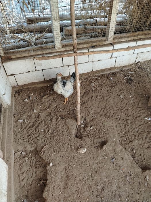 Тауыктар сатылады,срочно