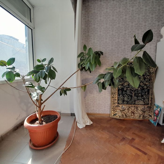 Продавам голям фикус