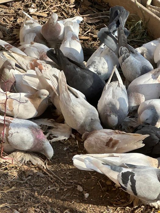 Голуби лохмоногие домашние