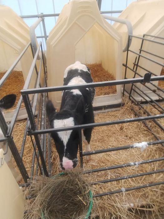 Продаются чистопородные бычки